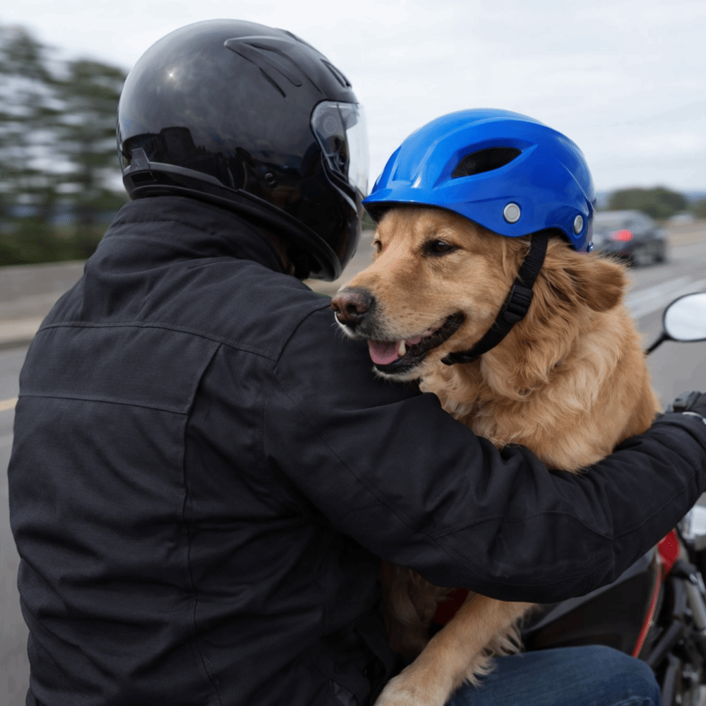 Hoofddeksel voor huisdieren Ve - Motorcycle Gear Dogs recensie en prijs